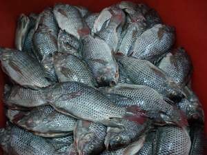 Global B2B directory Global trade lead